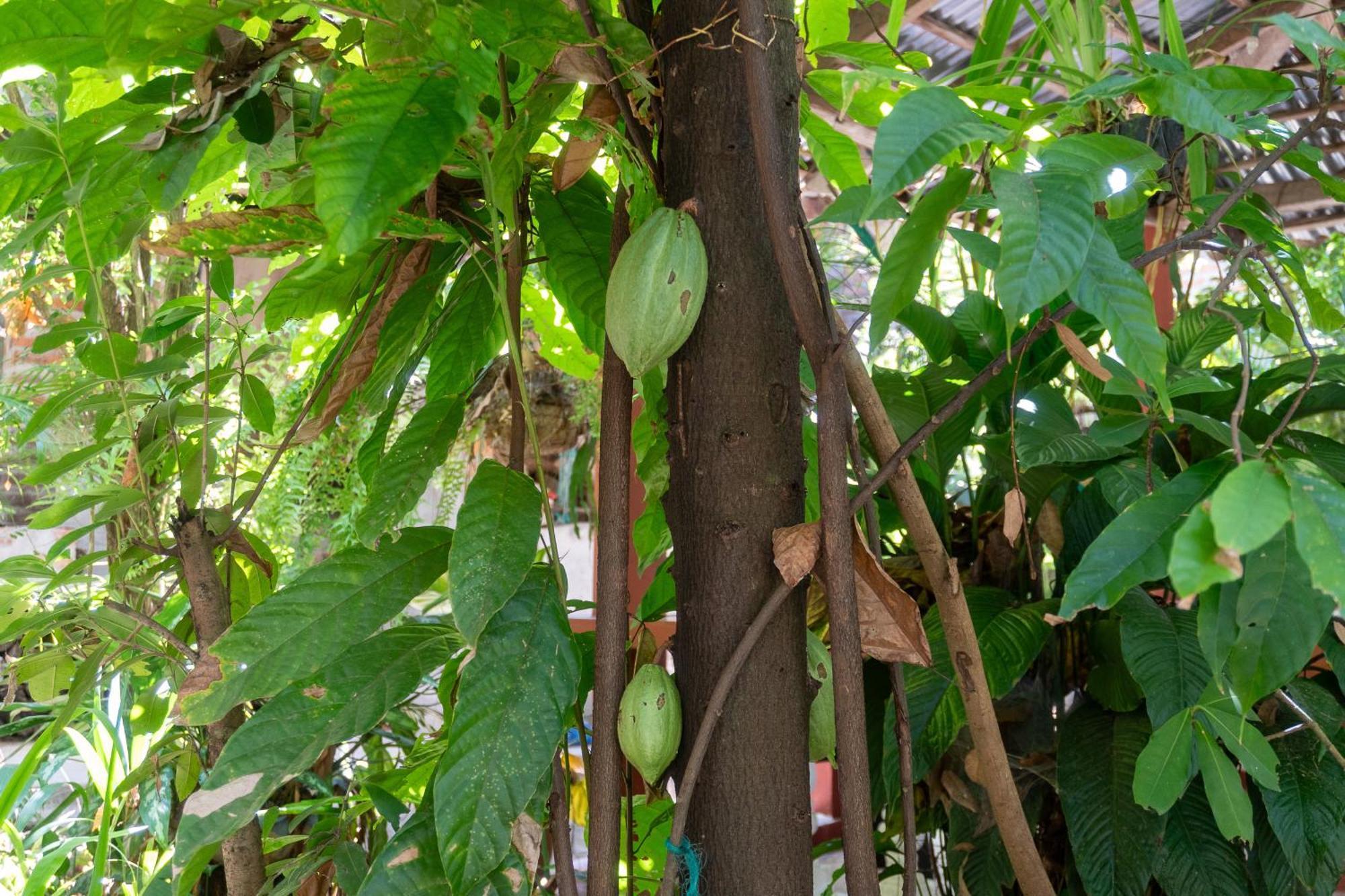 Hostal Delmy Suchitoto 外观 照片